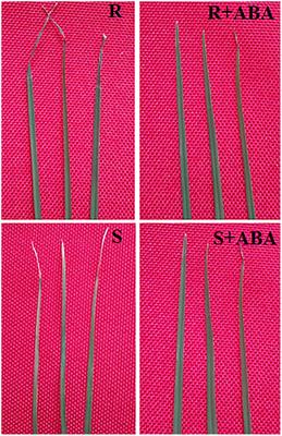 ABA Is Involved in Regulation of Cold Stress Response in Bermudagrass